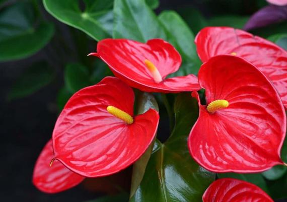 Anthurium 6