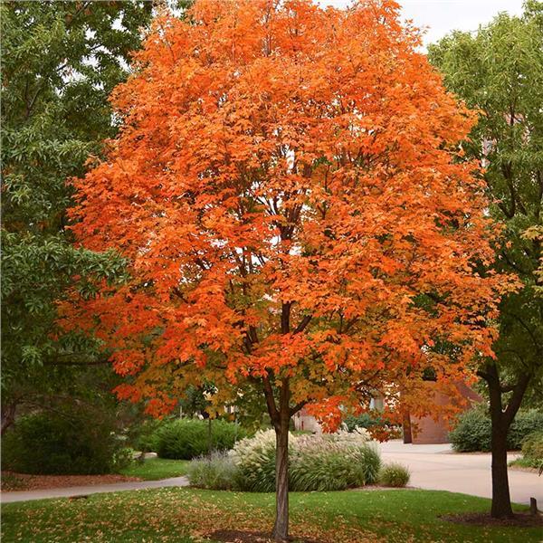 Acer Saccharum 