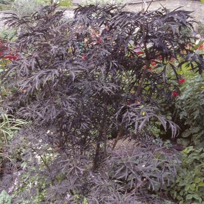 Sambucus Nigra Black Lace