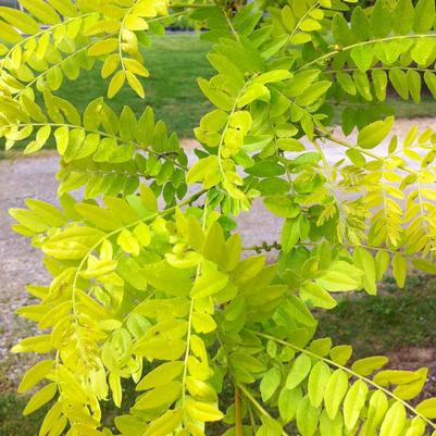 Gleditsia Triacanthos Var. Inermis