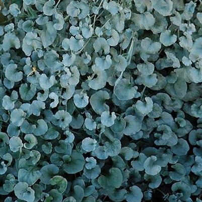 Dichondra Argentea 