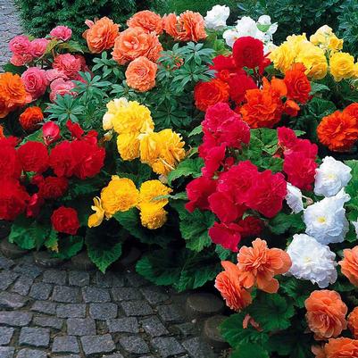 Begonia Tuberous 