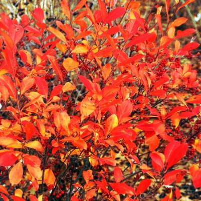 Aronia Arbutifolia Brilliantissima