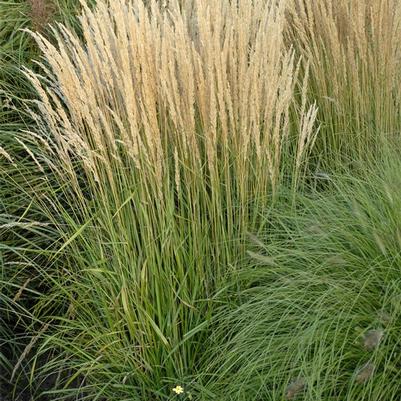 Calamagrostis Acutiflora Karl Foerester