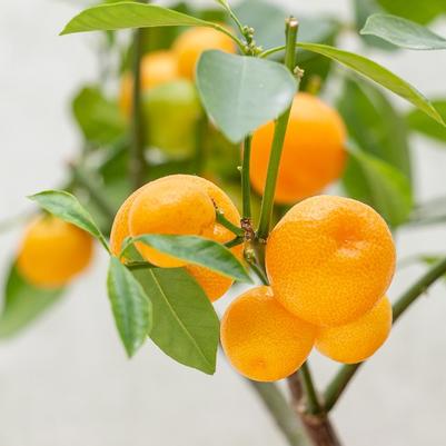 Calamondin 