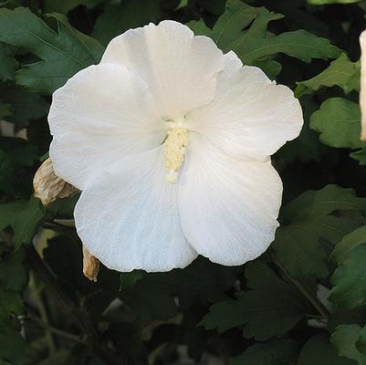 Hibiscus Syriacus Diana