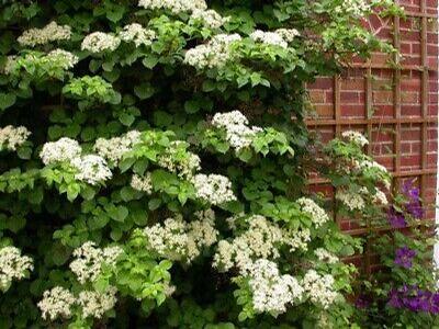 Hydrangea Anomala Petiolaris