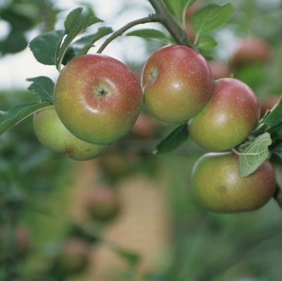 Malus domestica Royal Gala