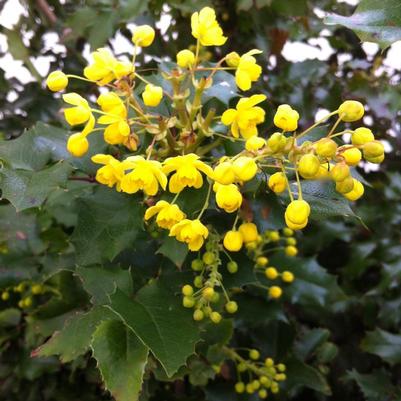 Mahonia Aquifolum Oregon