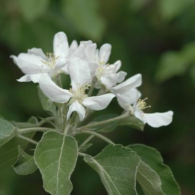 Malus domestica Fuji