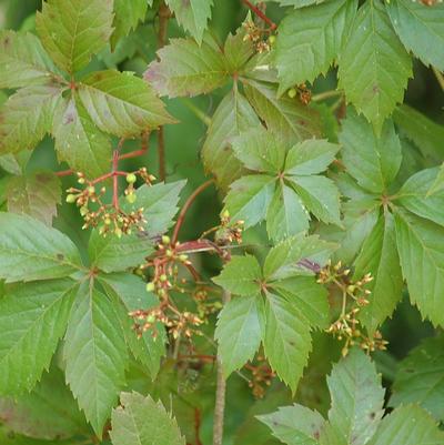 Parthenocissus Quinquefolia 