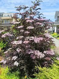 Sambucus Nigra Laced Up