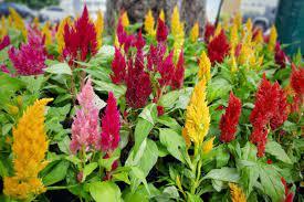 Celosia Argentea 