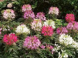 Cleome 