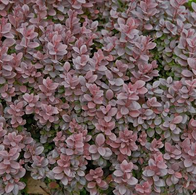 Berberis Thunbergii Concorde