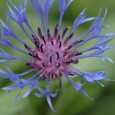 Centaurea Montana 