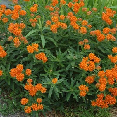 Asclepias Tuberosa 