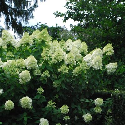 Hydrangea Paniculata Little Lime