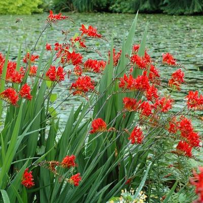 Crocosmia x Lucifer 