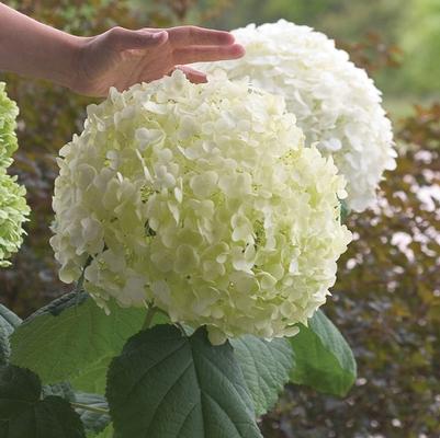 Hydrangea Arborescens Incrediball