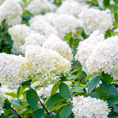 Hydrangea Paniculata Grandiflora