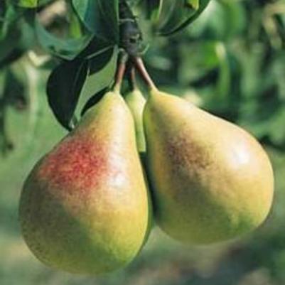 Pyrus Flemish Beauty Fruit 