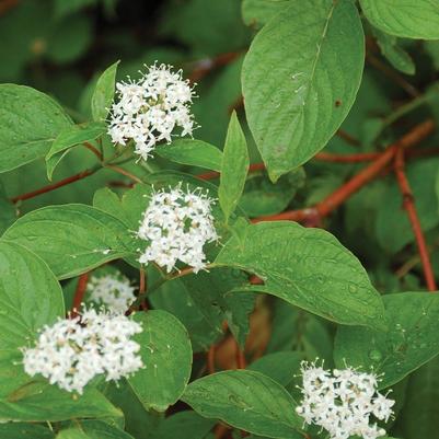 Cornus Sericea Red Osier