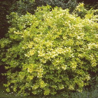 Philadelphus Coronarius Aureus