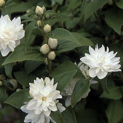 Philadelphus X Minature Snowflake