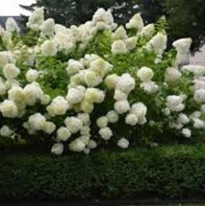 Hydrangea Paniculata Limelight