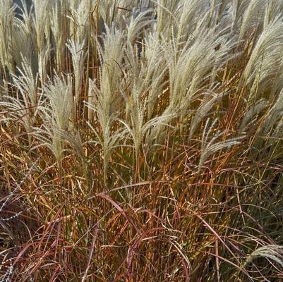 Miscanthus Purpurascens