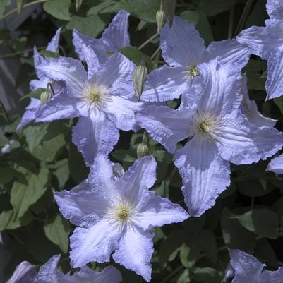 Clematis Blue Angel