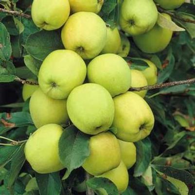 Malus Yellow Transparent Fruit 