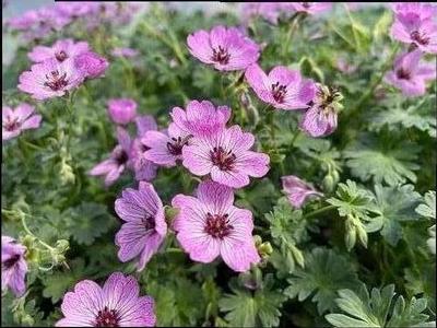 Geranium Cinereum Ballerina