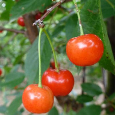 Cherry Montmorency