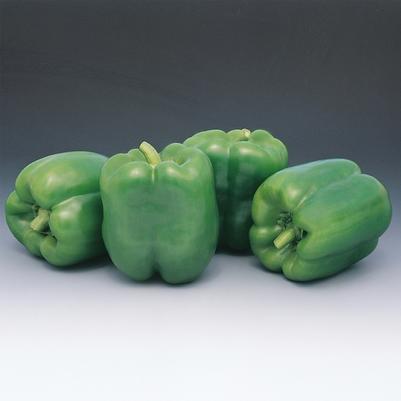 Capsicum annuum Colossal