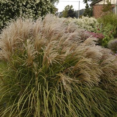 Miscanthus sinensis Huron Sunrise