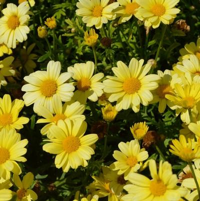 Argyranthemum Frutescens 