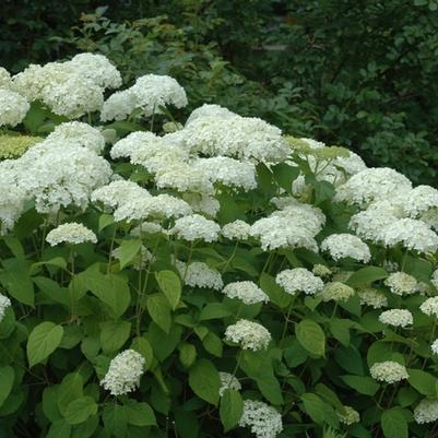 Hydrangea Arborescens Annabelle