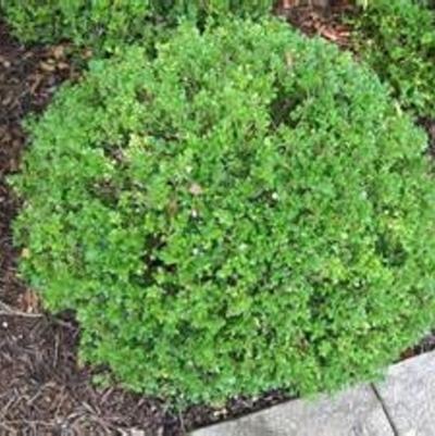 Buxus Pin Cushion