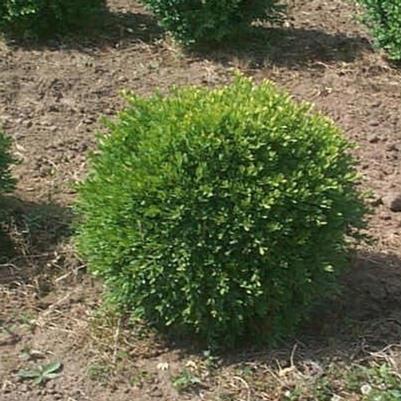 Buxus microphyla Green Gem