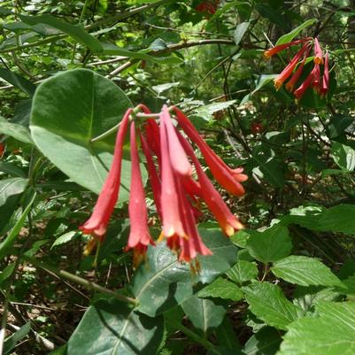 Campsis radicans 