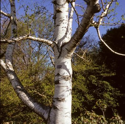 Betula Papyrifera 