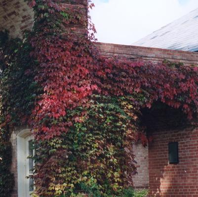 Parthenocissus tricuspidata 