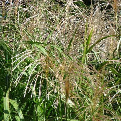 Miscanthus floridulus 