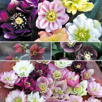 Helleborus Multiple Varieties