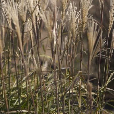 Miscanthus sinensis Huron Blush