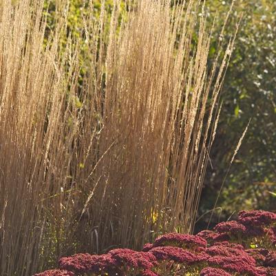 Calamagrostis acutiflora Karl Foerster