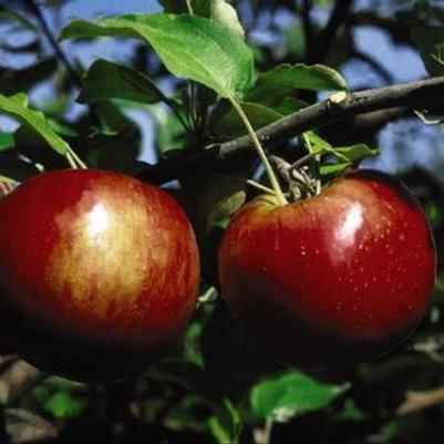 Malus Cortland Fruit 