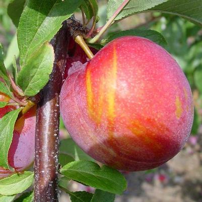 prunus Vampire Fruit 